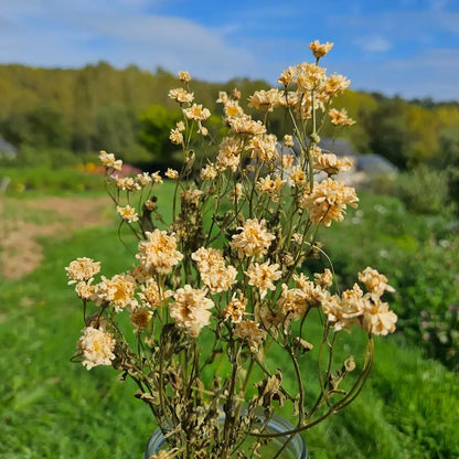 Tiges de matricaire fleuries récoltées intégralement manuellement dans l'Eure, soutenant directement le précieux artisanat de notre ferme florale.