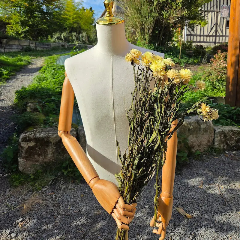 Présentation des tiges d'immortelles jaune pâle, sélectionnées pour leur robustesse et leur adaptation au travail floral minutieux.