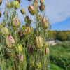 Nigelle de Damas séchée