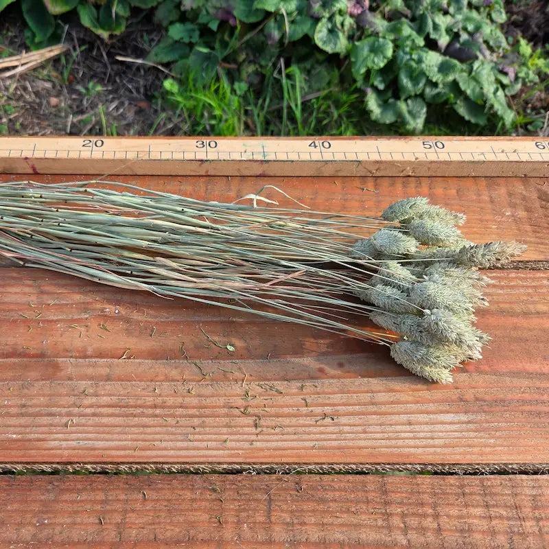 botte de phalaris, issue de notre ferme florale en Normandie les Fleurs de la Clarté