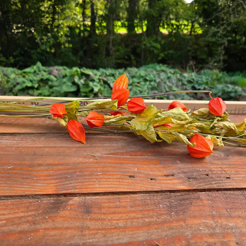 Tiges généreuses de Physalis 100% cultivé, patiemment séché et expédié directement depuis notre ferme florale en Normandie.