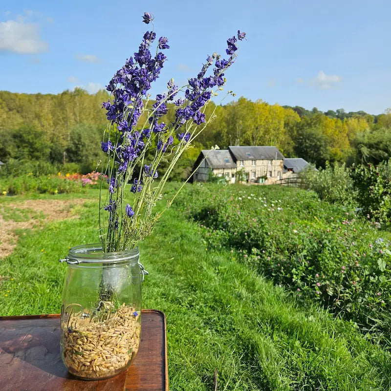 Le pigment bleu électrique et profond exceptionnel du delphinium séché, rendu uniquement possible par un séchage immédiat et expert après la coupe en champ.