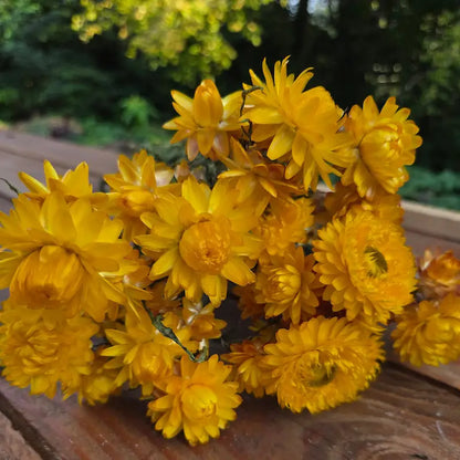 Détail macro sur les bractées d'un jaune solaire intense de l'immortelle, conservées par un séchage naturel lent de deux semaines.