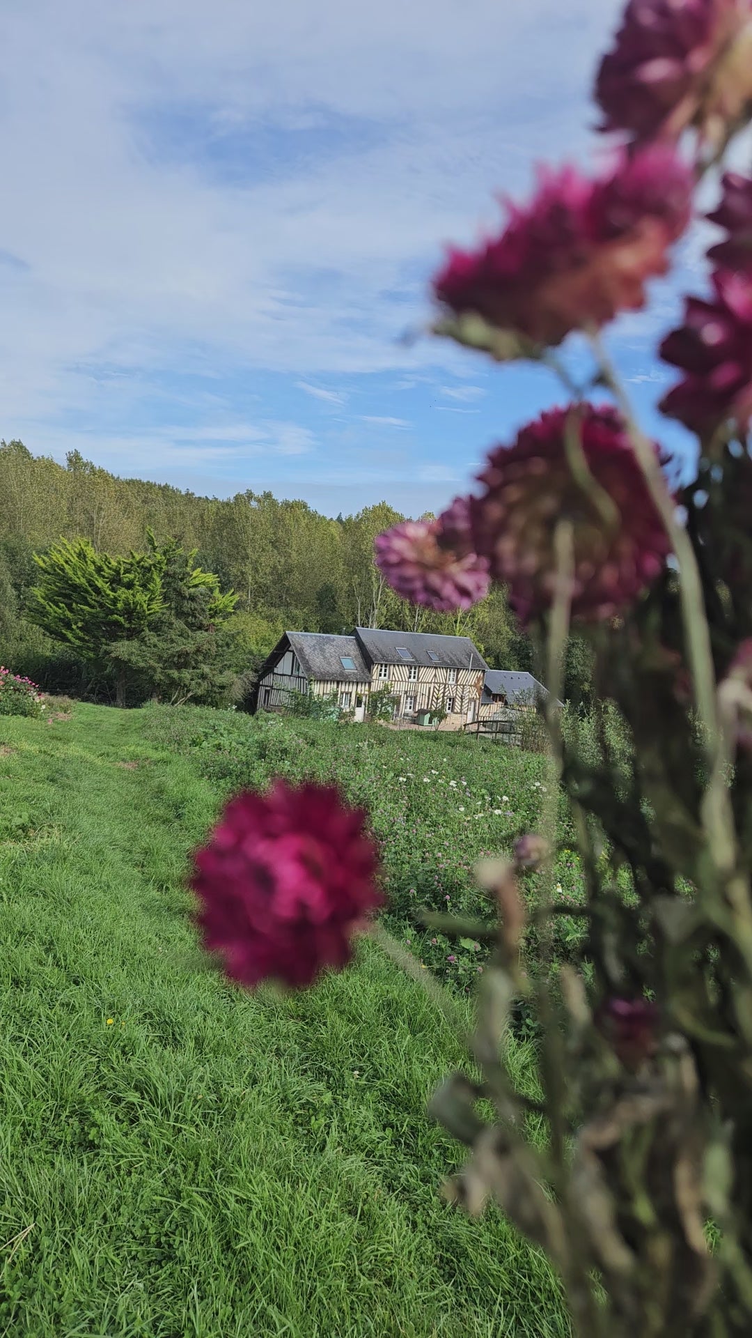 Immortelle rose séchée Fleurs séchées françaises normandie Fleurs de la Clarté bottes grossiste diy pas cher