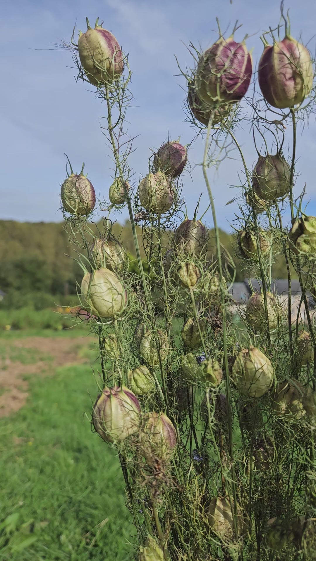 Nigelle de damas séchée Fleurs séchées françaises normandie Fleurs de la Clarté bottes grossiste diy pas cher