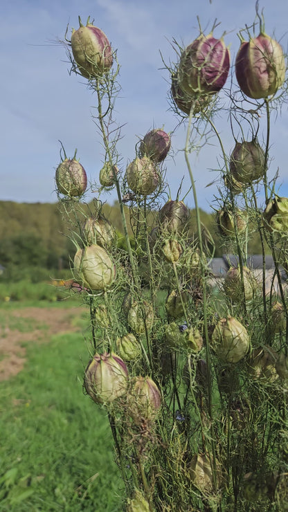 Nigelle de damas séchée Fleurs séchées françaises normandie Fleurs de la Clarté bottes grossiste diy pas cher