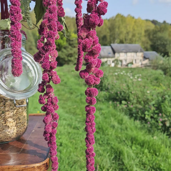 Amarante queue de renard séchée Fleurs séchées françaises normandie Fleurs de la Clarté bottes grossiste diy pas cher