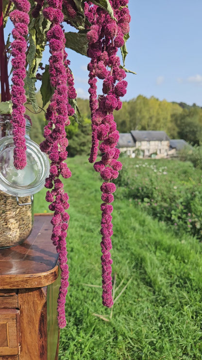Amarante queue de renard séchée Fleurs séchées françaises normandie Fleurs de la Clarté bottes grossiste diy pas cher