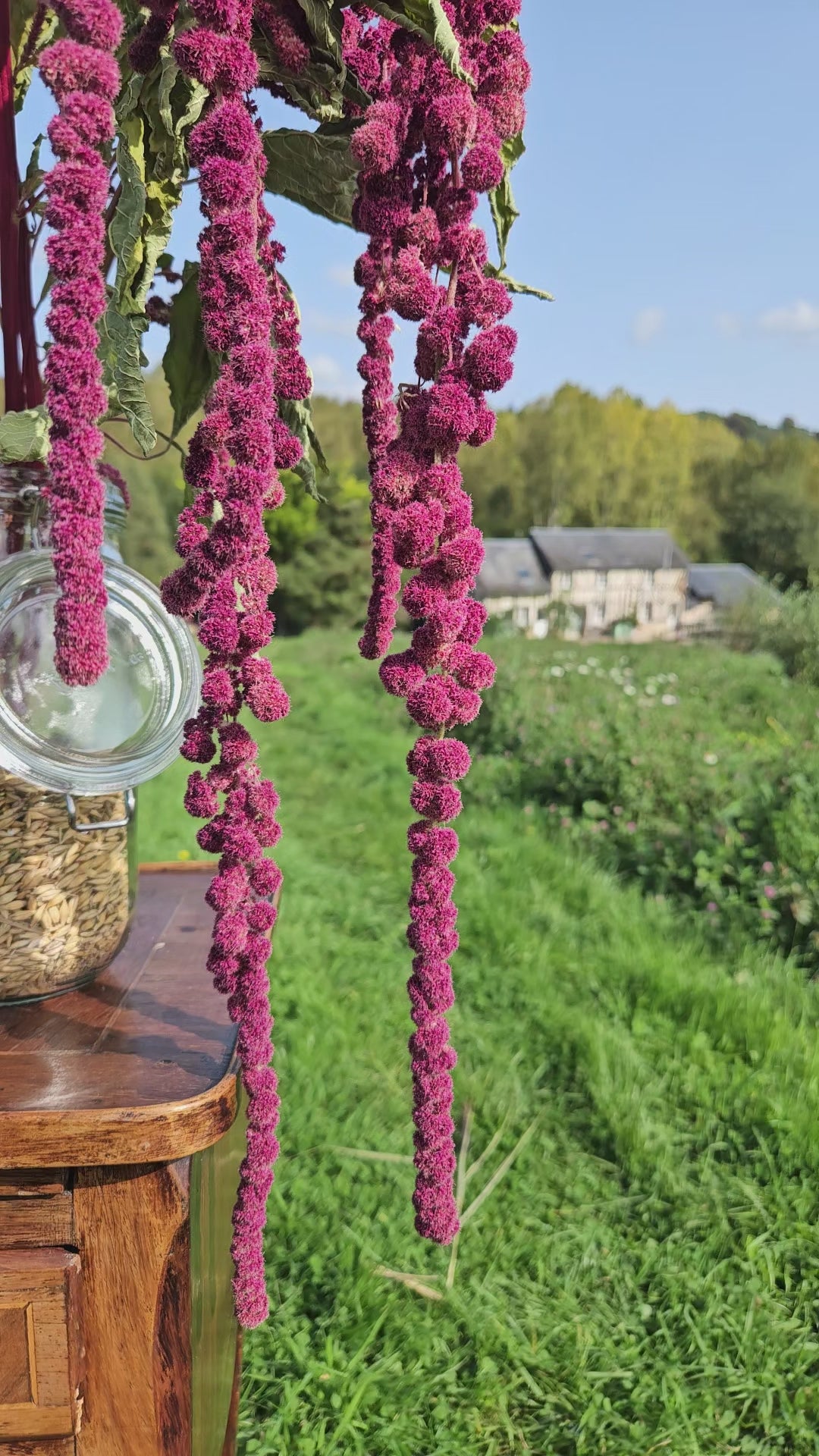 Amarante queue de renard séchée Fleurs séchées françaises normandie Fleurs de la Clarté bottes grossiste diy pas cher