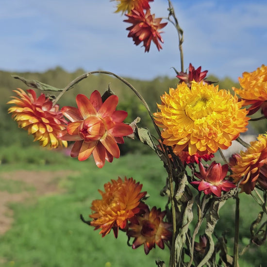 Immortelle orange séchée Fleurs séchées françaises normandie Fleurs de la Clarté bottes grossiste diy pas cher