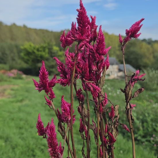 Célosie spicata bordeaux séchée Fleurs séchées françaises normandie Fleurs de la Clarté bottes grossiste diy pas cher