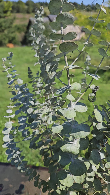 Eucalyptus baby blue séché