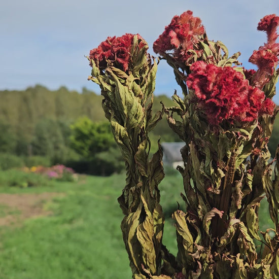 Célosie crête de coq séchée Fleurs séchées françaises normandie Fleurs de la Clarté bottes grossiste diy pas cher