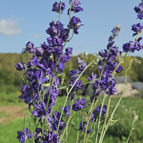 Pied d'alouette bleu séché Fleurs séchées françaises normandie Fleurs de la Clarté bottes grossiste diy pas cher