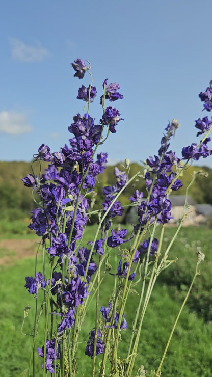 Pied d'alouette bleu séché Fleurs séchées françaises normandie Fleurs de la Clarté bottes grossiste diy pas cher