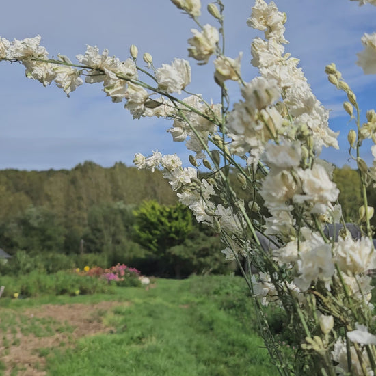 Pied d'alouette blanc séchée Fleurs séchées françaises normandie Fleurs de la Clarté bottes grossiste diy pas cher