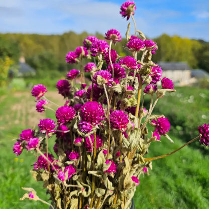 Gomphrena globosa violet séchée Fleurs séchées françaises normandie Fleurs de la Clarté bottes grossiste diy pas cher