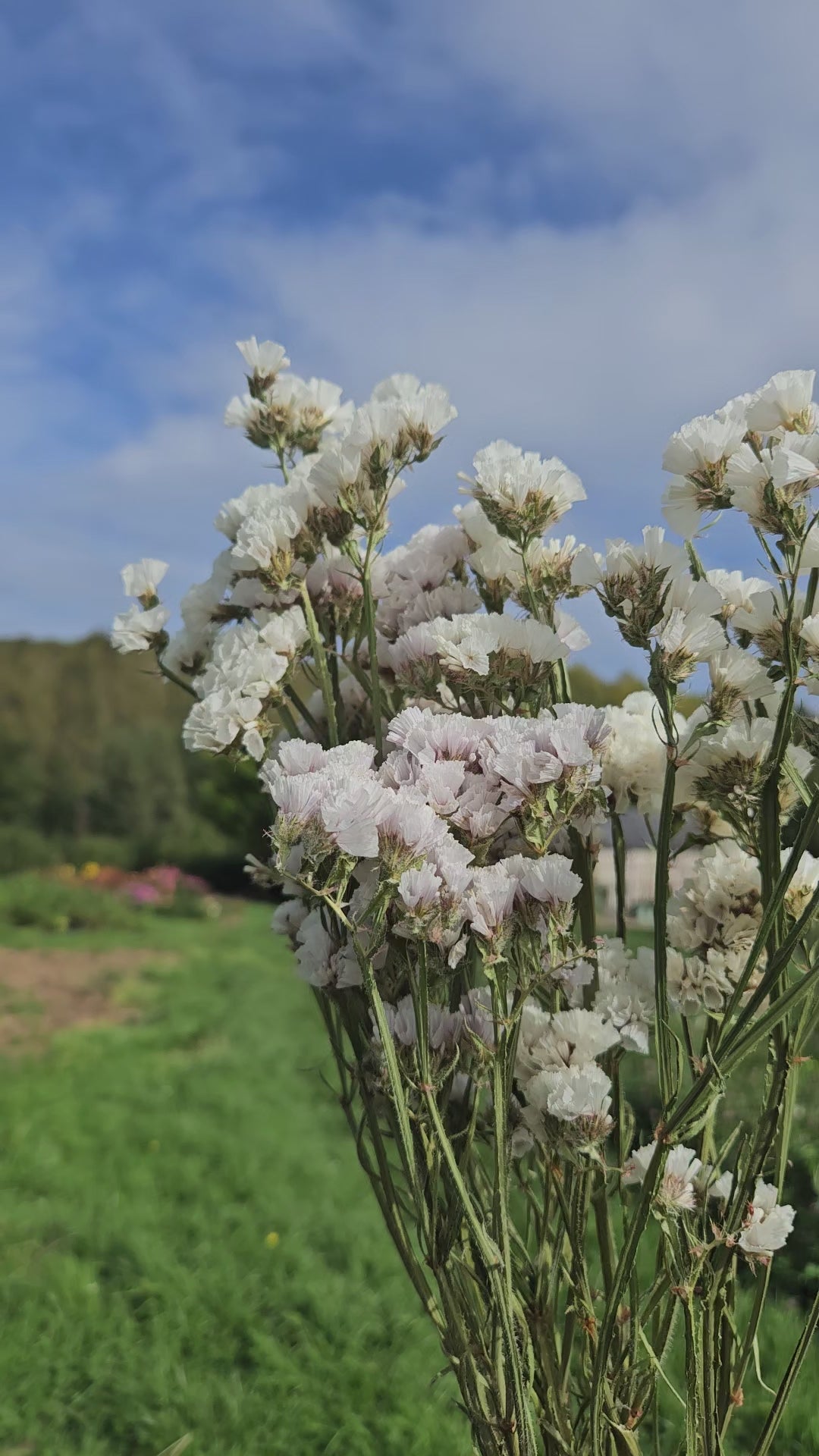 Statice blanc séchée Fleurs séchées françaises normandie Fleurs de la Clarté bottes grossiste diy pas cher