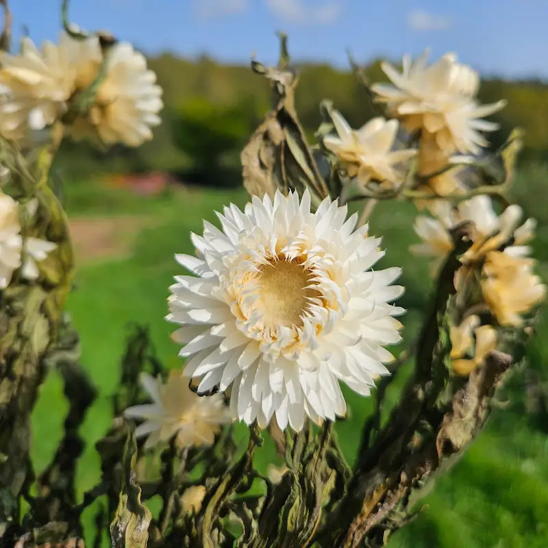 Immortelle blanche séchée Fleurs séchées françaises normandie Fleurs de la Clarté bottes grossiste diy pas cher