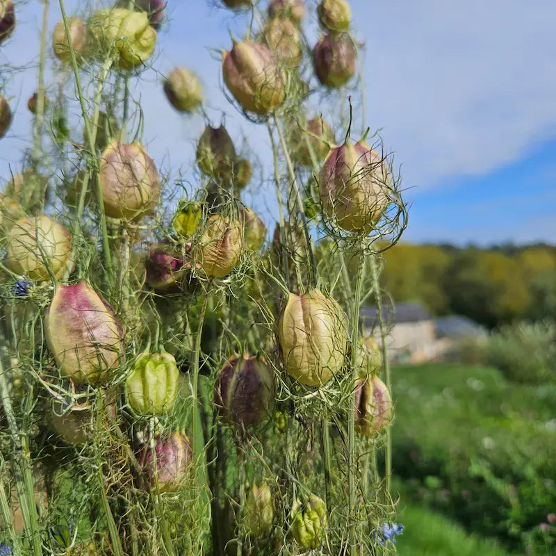Nigelle de damas séchée Fleurs séchées françaises normandie Fleurs de la Clarté bottes grossiste diy pas cher