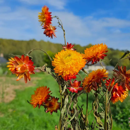 Immortelle orange séchée Fleurs séchées françaises normandie Fleurs de la Clarté bottes grossiste diy pas cher