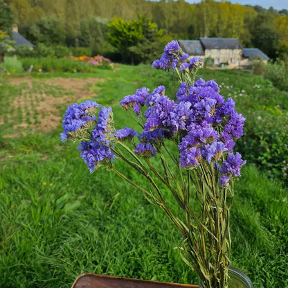 Statice sinuata bleu séchée Fleurs séchées françaises normandie Fleurs de la Clarté bottes grossiste diy pas cher