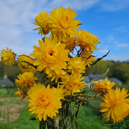 Immortelle jaune séchée