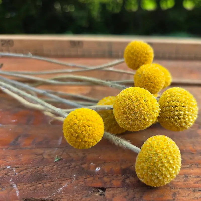 Craspedia globosa jaune séchée Fleurs séchées françaises normandie Fleurs de la Clarté bottes grossiste diy pas cher