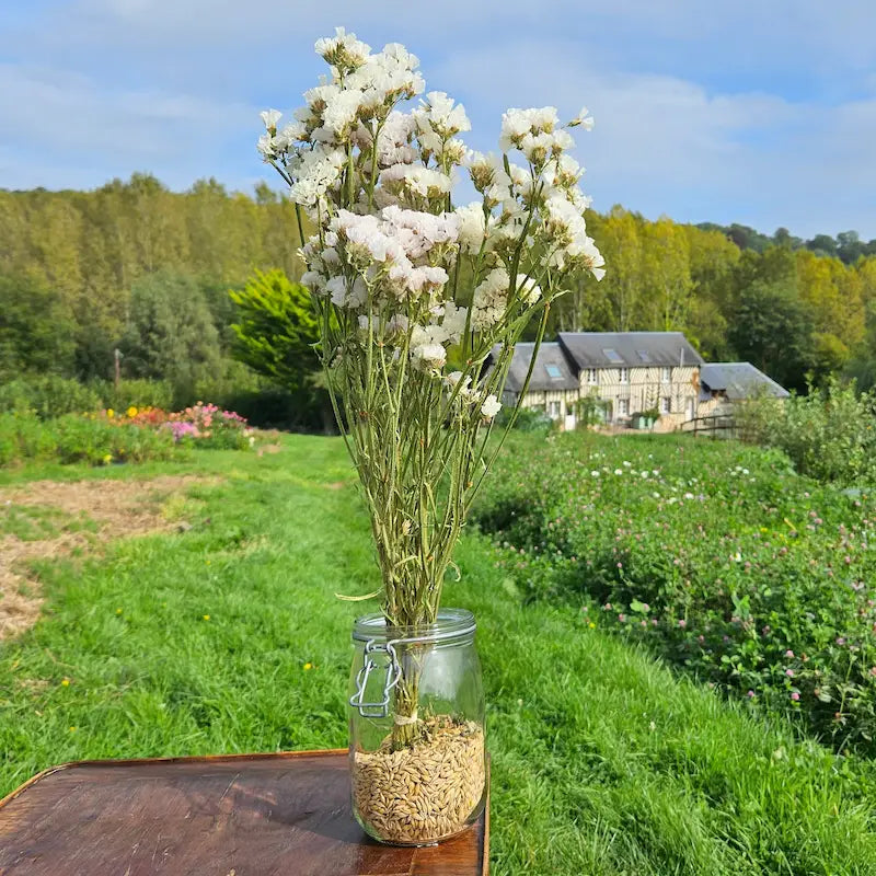 Gros plan sur les calices en forme de petite trompette au toucher fascinant de papier crépon caractéristique du statice blanc séché artisanalement.
