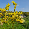 Statice jaune séchée
