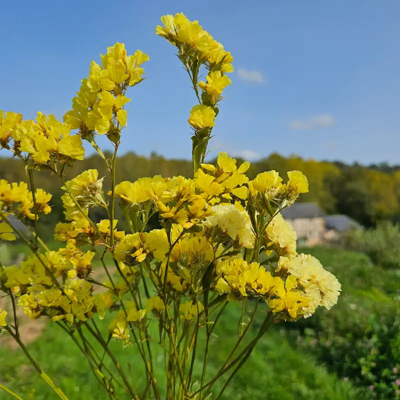 Nos lourdes bottes de statices jaunes sont pendues et séchées à l'air libre dans le strict respect des normes d'une agriculture locale éco-responsable.