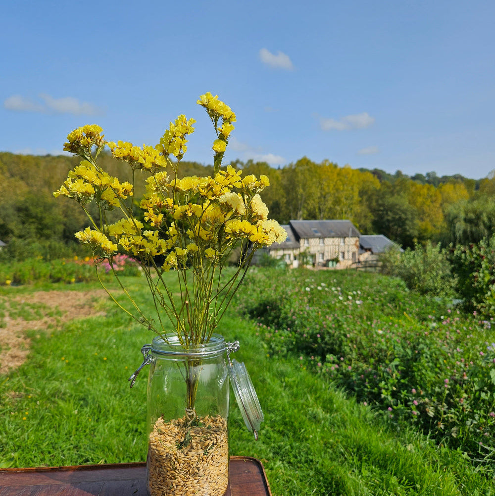 Botte de statice jaune séché, une impressionnante explosion de couleur solaire et vive pour dynamiser instantanément n'importe quel arrangement floral terne.
