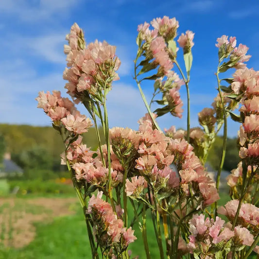 Statice élégant de la délicate variété parme, conditionné avec soin et expédié en circuit court directement depuis les ateliers agricoles de Fleurs de la Clarté.