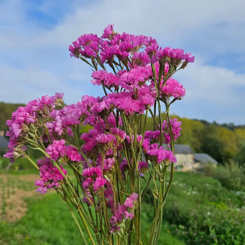 Statice rose séchée Fleurs séchées françaises normandie Fleurs de la Clarté bottes grossiste diy pas cher