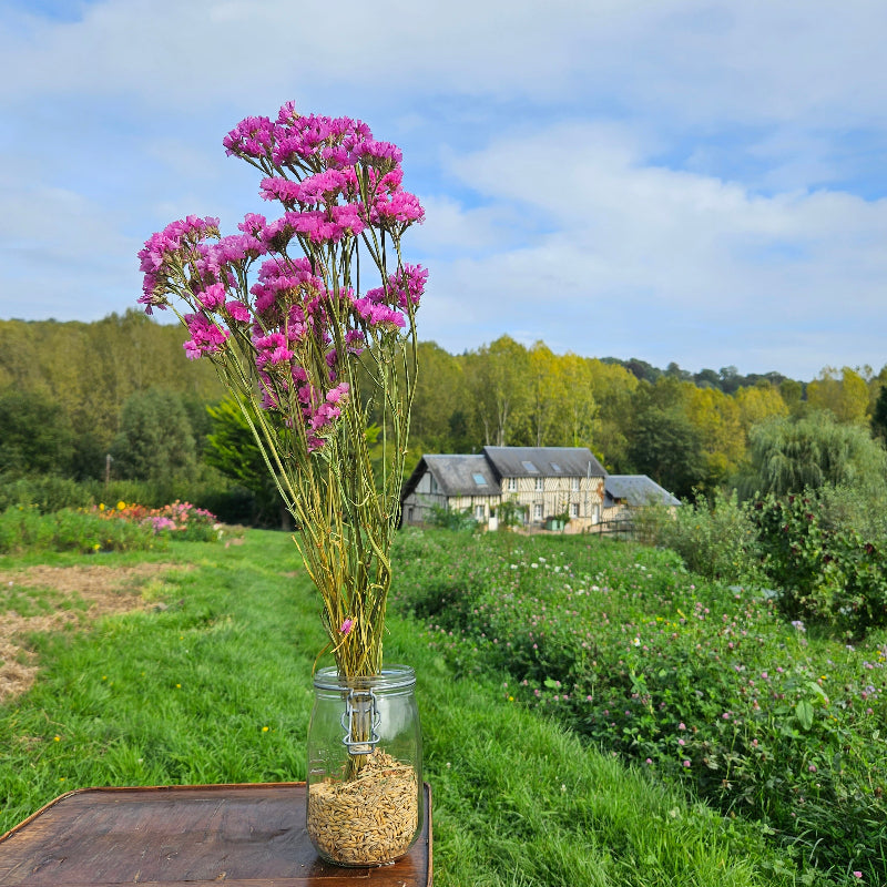 Statice rose séchée Fleurs séchées françaises normandie Fleurs de la Clarté bottes grossiste diy pas cher