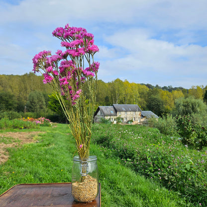 Statice rose séchée Fleurs séchées françaises normandie Fleurs de la Clarté bottes grossiste diy pas cher