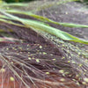Panicum fontaine séché