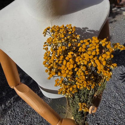 Bottes de tanaisie, cultiivées et séchées en Normandie dans la ferme florale Fleurs de la Clarté