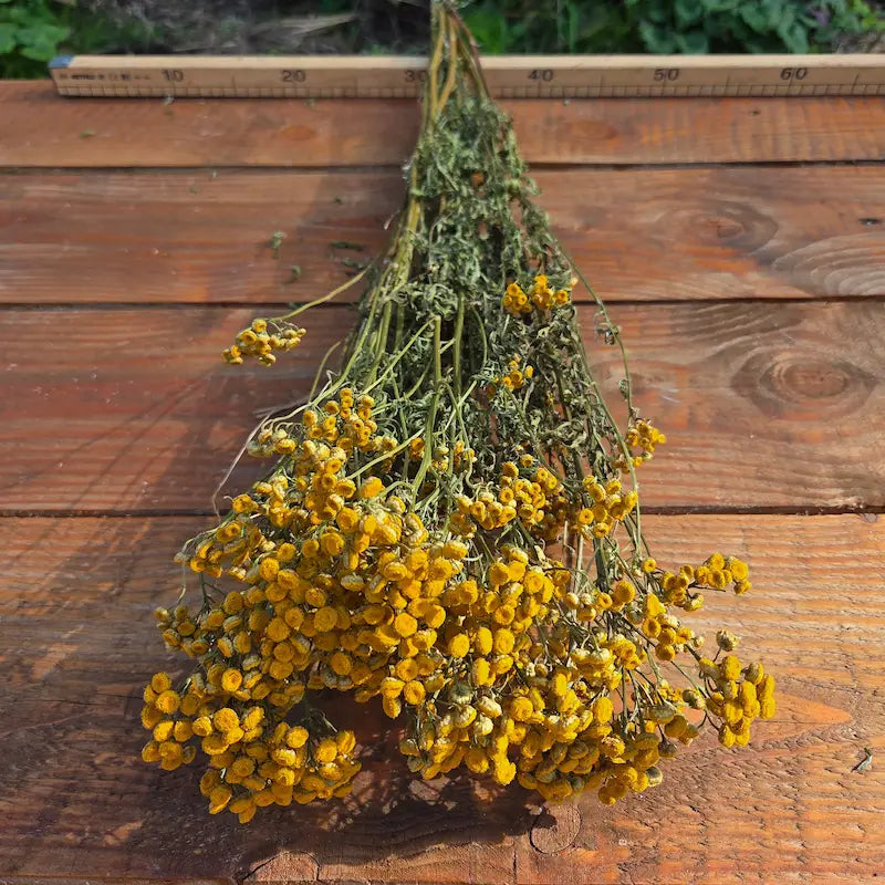 Bottes de tanaisie, cultiivées et séchées en Normandie dans la ferme florale Fleurs de la Clarté