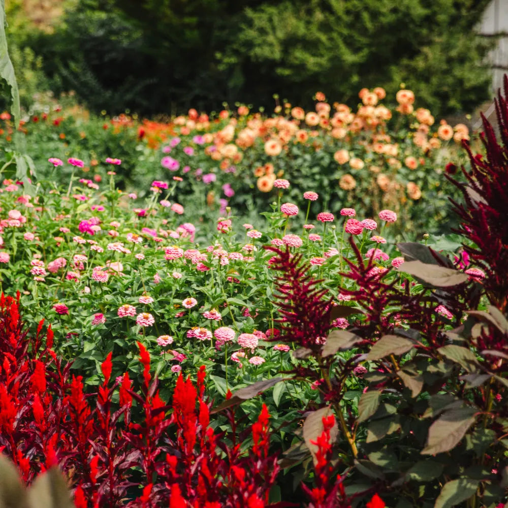 terroir argilo limoneux permettant une culture d'amarante, célosie, zinnia dans la ferme florale des Fleurs de la Clarté