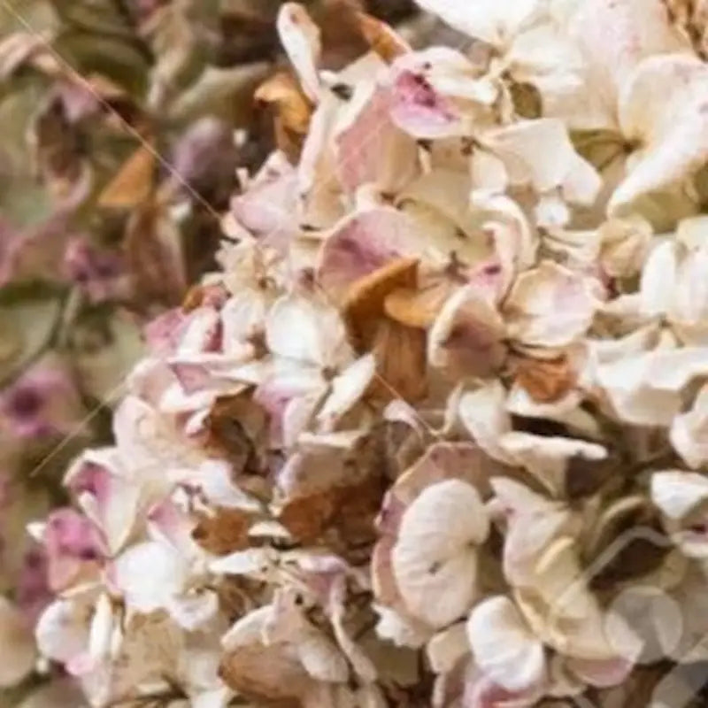 Hortensia séché naturel