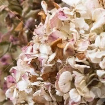 Hortensia séché naturel