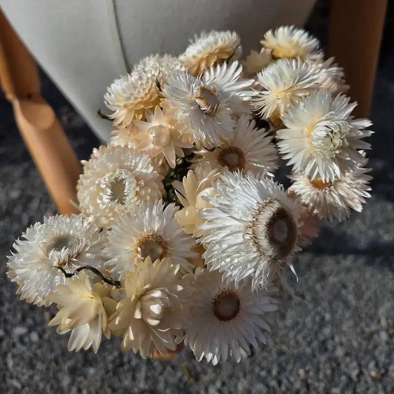 Plan serré sur la corolle rigide et lumineuse de l'immortelle blanche, une fleur papyracée qui ne se fane véritablement jamais.