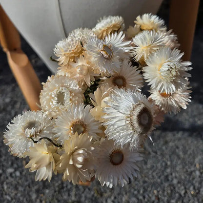Plan serré sur la corolle rigide et lumineuse de l'immortelle blanche, une fleur papyracée qui ne se fane véritablement jamais.