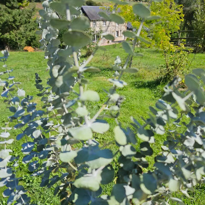Zoom sur l'agencement symétrique opposé et la texture si particulière, très pruineuse et mate, des feuilles rondes de l'Eucalyptus baby blue séché.