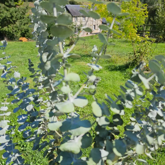 Zoom sur l'agencement symétrique opposé et la texture si particulière, très pruineuse et mate, des feuilles rondes de l'Eucalyptus baby blue séché.