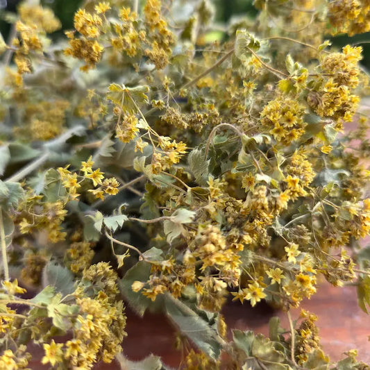 Texture du brouillard floral vert jaunâtre caractéristique de l'alchémille, un feuillage séché d'une délicatesse visuelle absolue.
