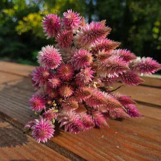 Aspect duveteux, soyeux et dégradé subtil de rose pâle de la célosie flamingo, une fleur au rendu très pictural et doux.
