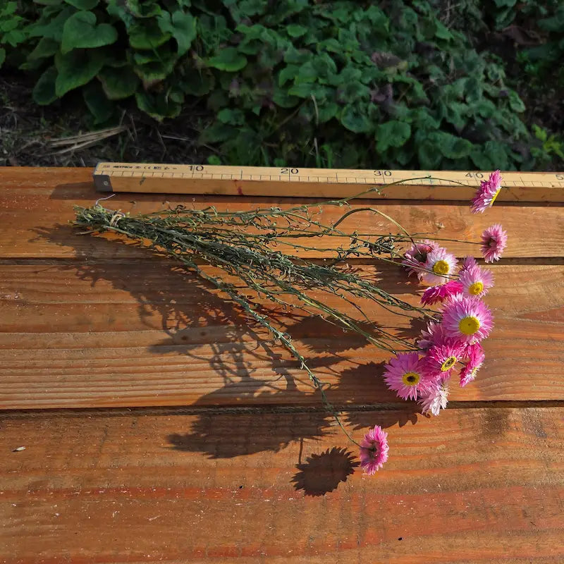 Tiges très fines d'Acroclinium rose présentées à plat, démontrant le soin apporté à la récolte de cette fleur annuelle fragile.