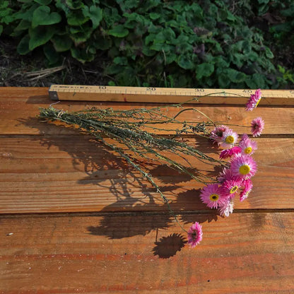 Tiges très fines d'Acroclinium rose présentées à plat, démontrant le soin apporté à la récolte de cette fleur annuelle fragile.